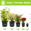 Gardeners Dream (5) Box Hedging Plants 20-40Cm Buxus Sempervirens Dense Evergreen Hedge Potted 5