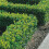 Gardeners Dream (25) Box Hedging Plants 20-40Cm Buxus Sempervirens Dense Evergreen Hedge Potted 1