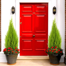(11CM) Pair Of Cupressus Wilma Goldcrest Attractive Evergreen Outdoor Garden Shrubs
