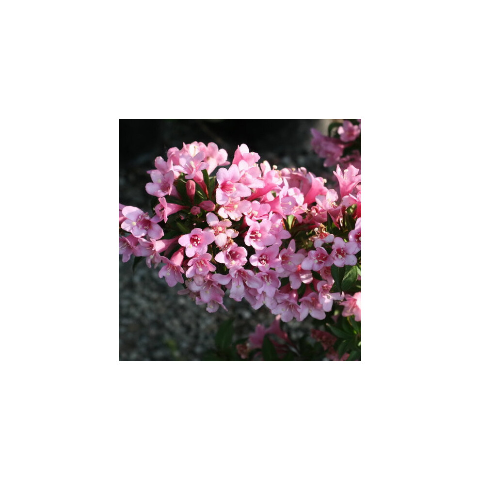 Gardeners Dream Weigela Florida Poppet (9Cm) Pink
