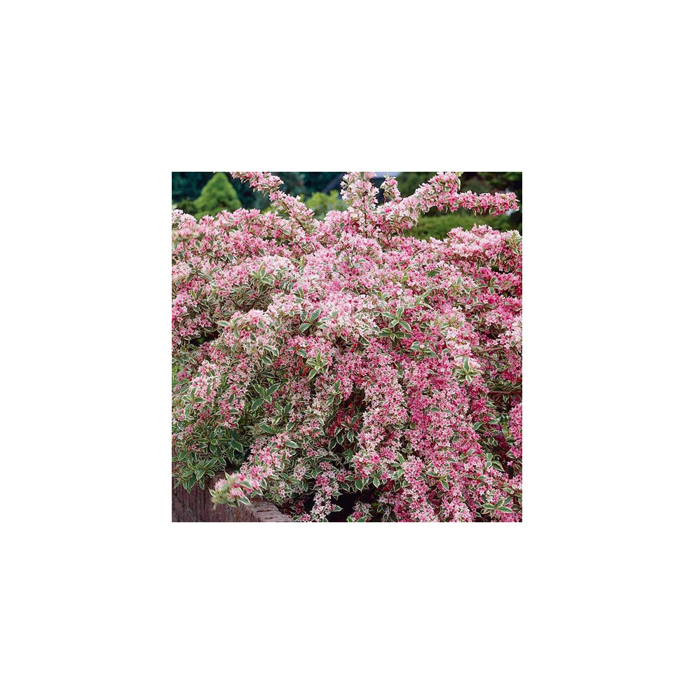 Gardeners Dream 1 X Weigela 'Florida Variegata' Deciduous Shrub Hardy Garden Plant In Pot White/Yellow/Pink