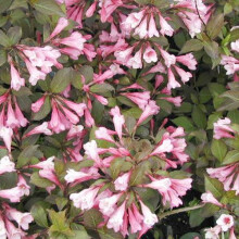1 X Weigela 'Foliis Purpurea' Deciduous Shrub Hardy Garden Plant In Pot