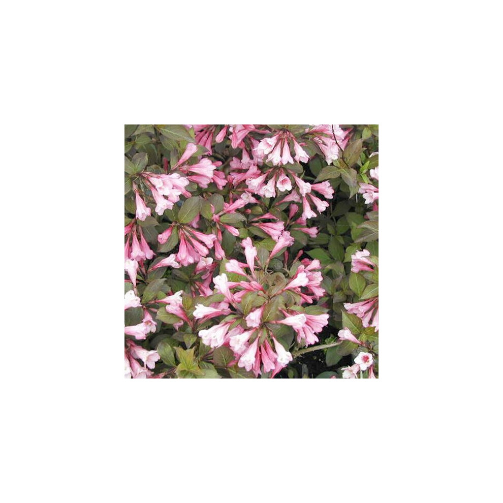 Gardeners Dream 1 X Weigela 'Foliis Purpurea' Deciduous Shrub Hardy Garden Plant In Pot White/Yellow/Pink