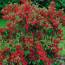 1 X WEIGELA 'RED PRINCE' DECIDUOUS SHRUB HARDY GARDEN PLANT IN POT