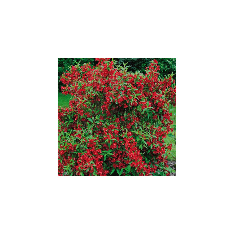Gardeners Dream 1 X Weigela ' Prince' Deciduous Shrub Hardy Garden Plant In Pot Red