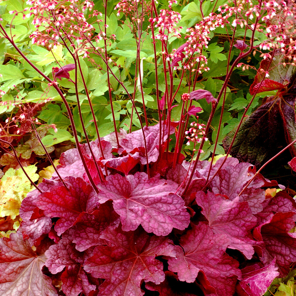 (Berry Smoothie) Heuchera Varieties - 1 Plant - Blanket Flower Outdoor Herbaceous In 9Cm Pot