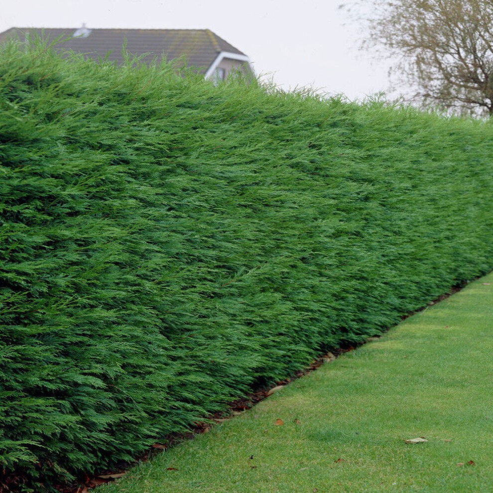 (50) Green Leylandii Hedging Plants 30-50Cm Leyland Dense Evergreen Hedge Potted