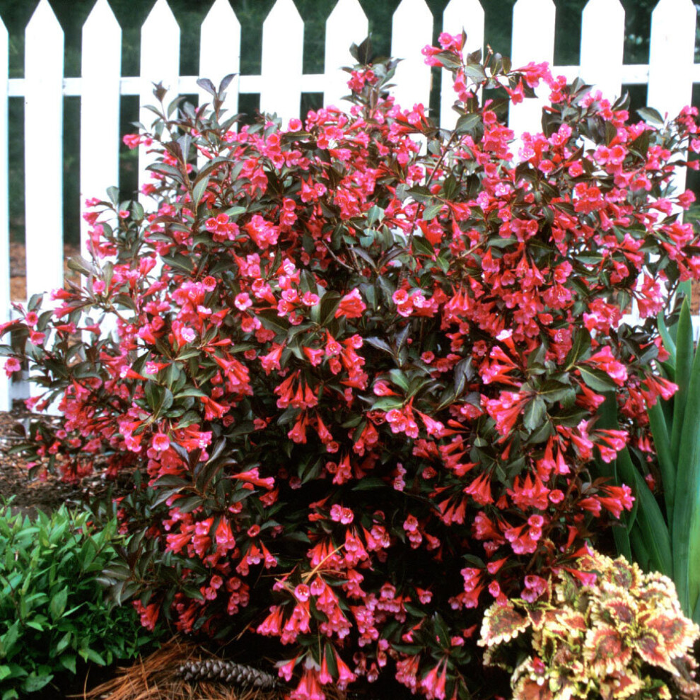 1 X Weigela Florida 'Wine And Roses' Deciduous Shrub Hardy Garden Plant In Pot