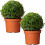 Gardeners Dream Buxus Sempervirens Ball (30cm, 2 Plants) 1