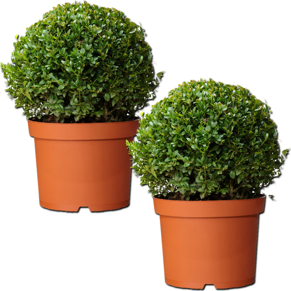 Buxus Sempervirens Ball (30cm, 2 Plants)