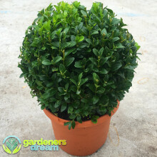 Buxus Sempervirens Ball (20cm)