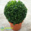 Gardeners Dream Buxus Sempervirens Ball (20cm) 1