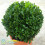 Gardeners Dream Buxus Sempervirens Ball (20cm) 2