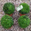 Gardeners Dream Buxus Sempervirens Ball (30cm, 2 Plants) 2