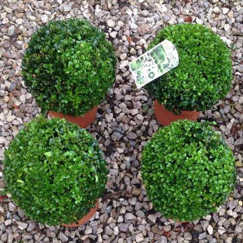 Gardeners Dream Buxus Sempervirens Ball (30cm, 2 Plants) 1