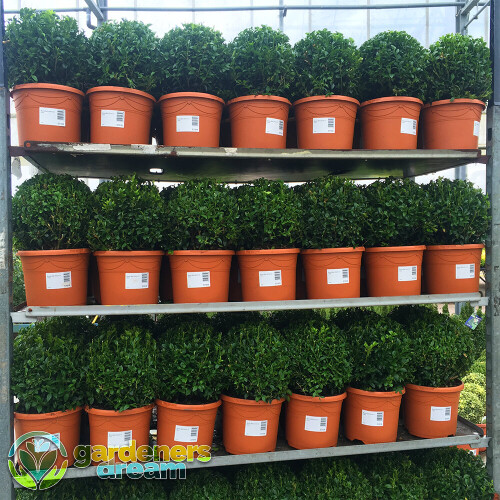 Gardeners Dream Buxus Sempervirens Ball (20cm) 2