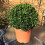 Gardeners Dream Buxus Sempervirens Ball (30cm, 2 Plants) 3