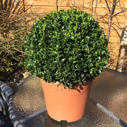 Gardeners Dream Buxus Sempervirens Ball (30cm, 2 Plants) 2
