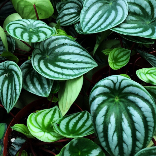 Gardeners Dream https://images.esellerpro.com/3048/I/625/92/Peperomia Argyreia-5.jpg 2