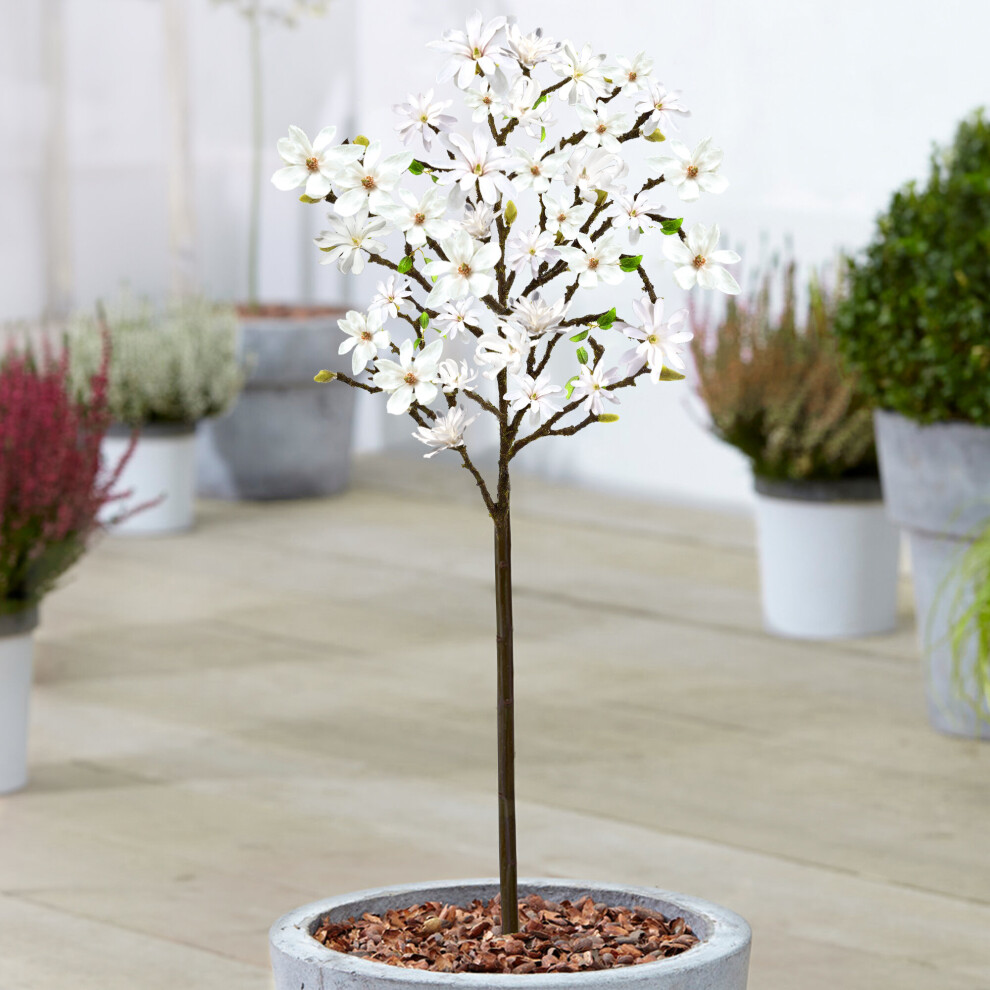 Gardeners Dream Magnolia Stellata Patio Tree (3L, 2-3Ft) White