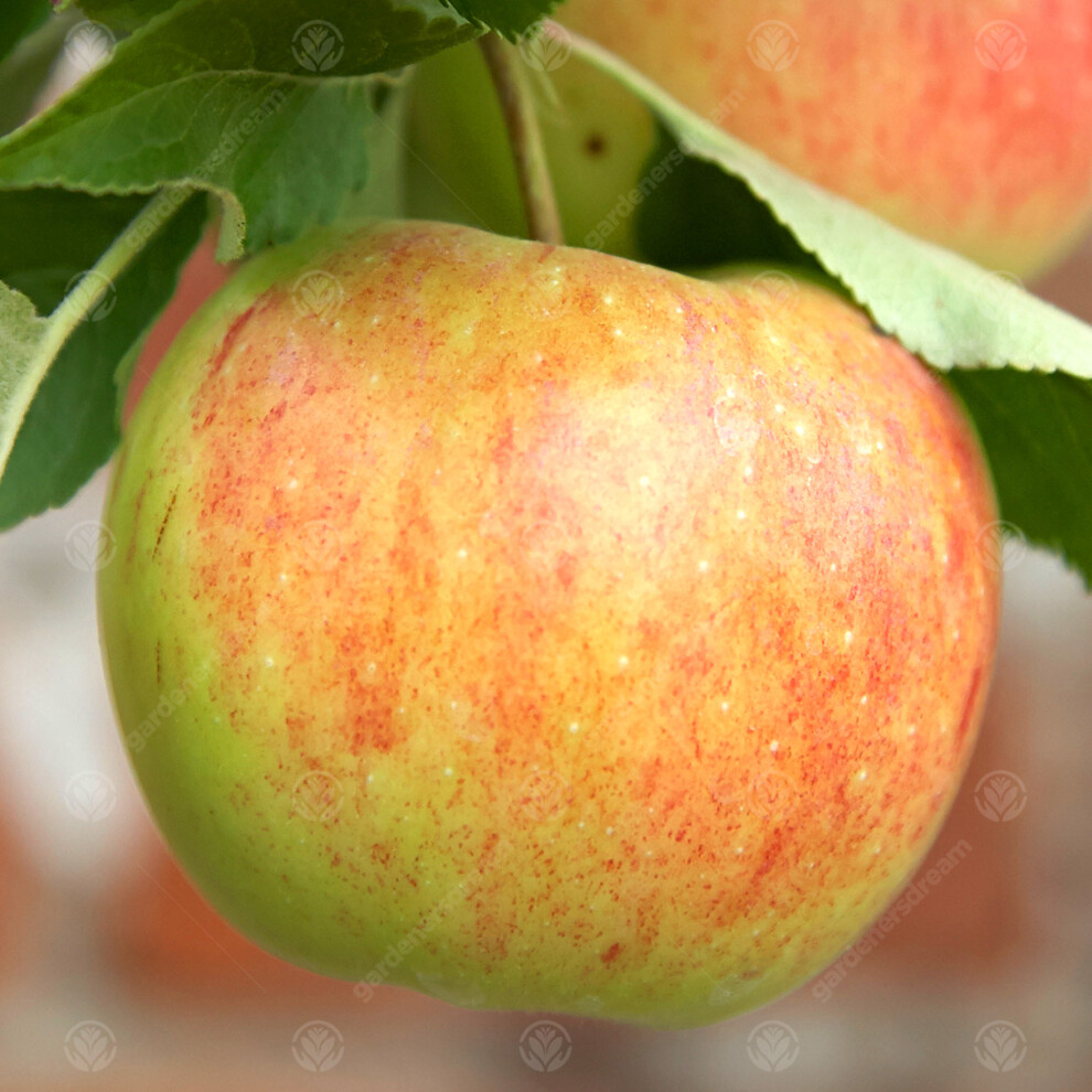 (MM106 - Semi Dwarfing) Malus Domestica 'Bountiful' | Eating Apple Tree | Premium Fruit Tree | 4-5Ft