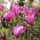 Gardeners Dream Magnolia Susan Patio Tree (3L, 2-3ft) 5