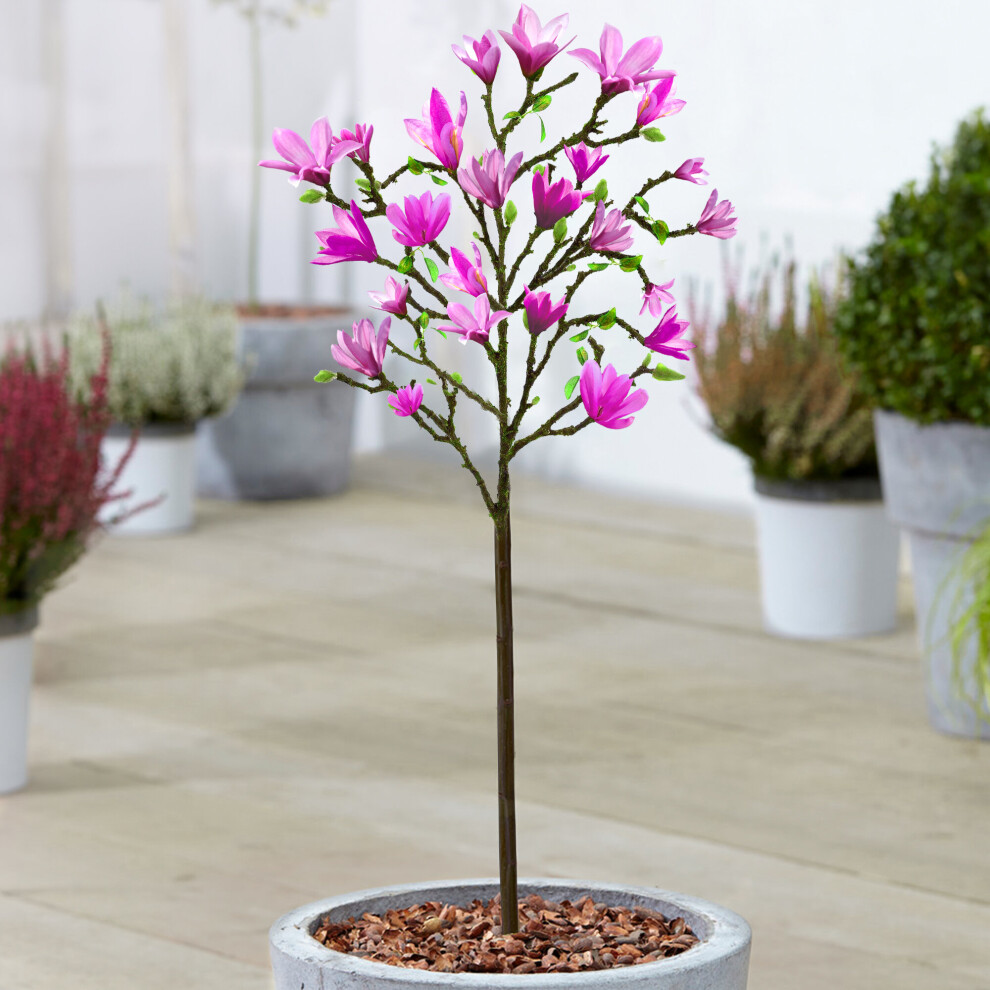 Magnolia Susan Patio Tree (3L, 2-3ft)