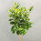 Gardeners Dream Magnolia Susan Patio Tree (3L, 2-3ft) 2