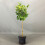 Gardeners Dream Magnolia Susan Patio Tree (3L, 2-3ft) 3