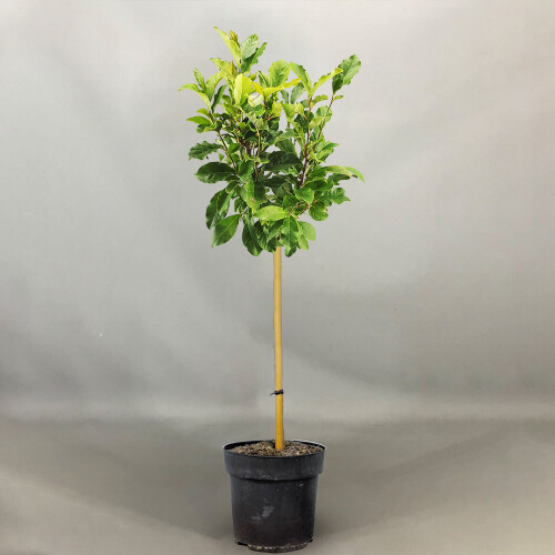 Gardeners Dream Magnolia Susan Patio Tree (3L, 2-3ft) 2