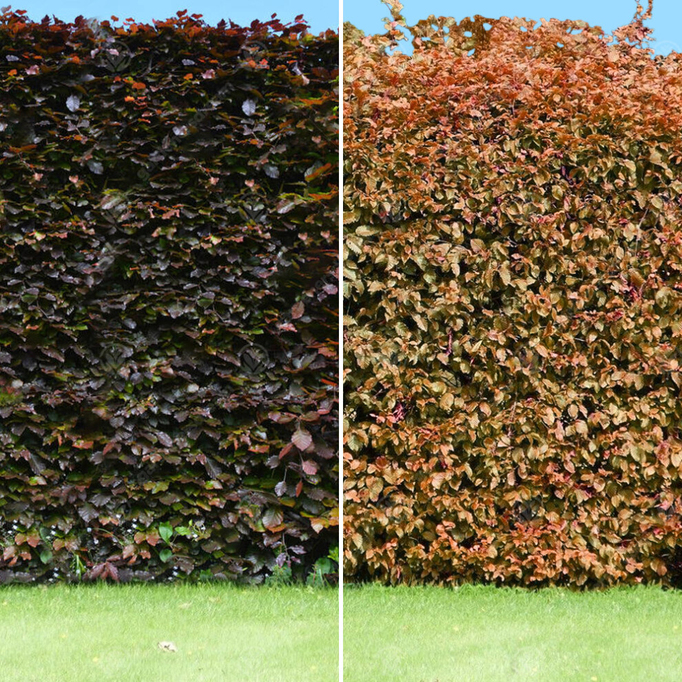 (200, 1-2ft) Fagus Sylvatica Purpurea 'Copper Beech' Bare Root Hedge Purple Hedging Plant