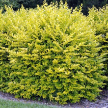 (5) Gold Privet Hedging Plants 20-40Cm Ligustrum Aureum Evergreen Hedge Potted