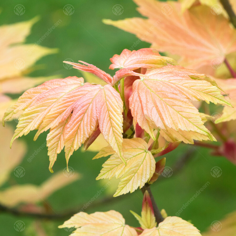 Acer Brilliantissimum Tree (12L, 5-6ft)