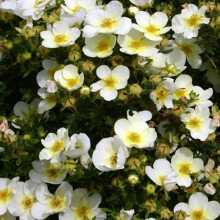 1 X Potentilla 'Limelight' Deciduous Shrub Hardy Garden Plant In Pot