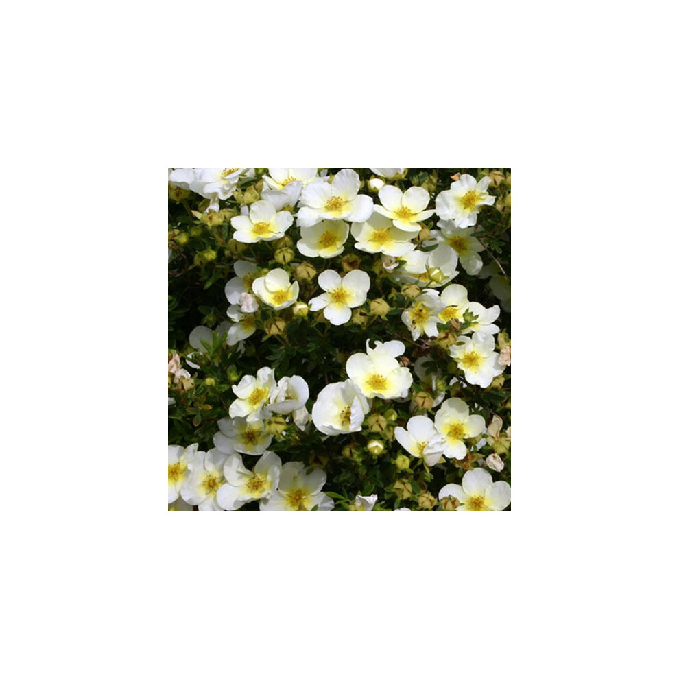 Gardeners Dream 1 X Potentilla 'Limelight' Deciduous Shrub Hardy Garden Plant In Pot