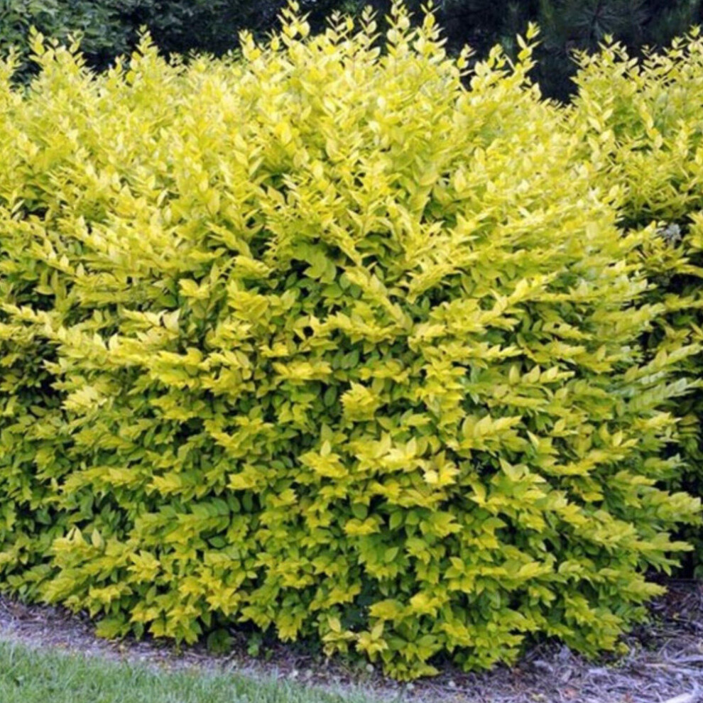 (25) Gold Privet Hedging Plants 20-40Cm Ligustrum Aureum Evergreen Hedge Potted