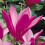 Gardeners Dream Magnolia Susan Patio Tree (3L, 2-3ft) 4