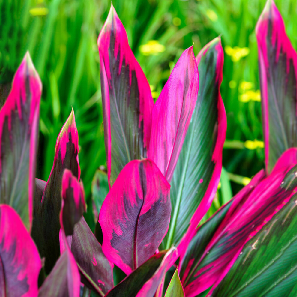 https://images.esellerpro.com/3048/I/626/61/Cordyline-Tango-2.jpg