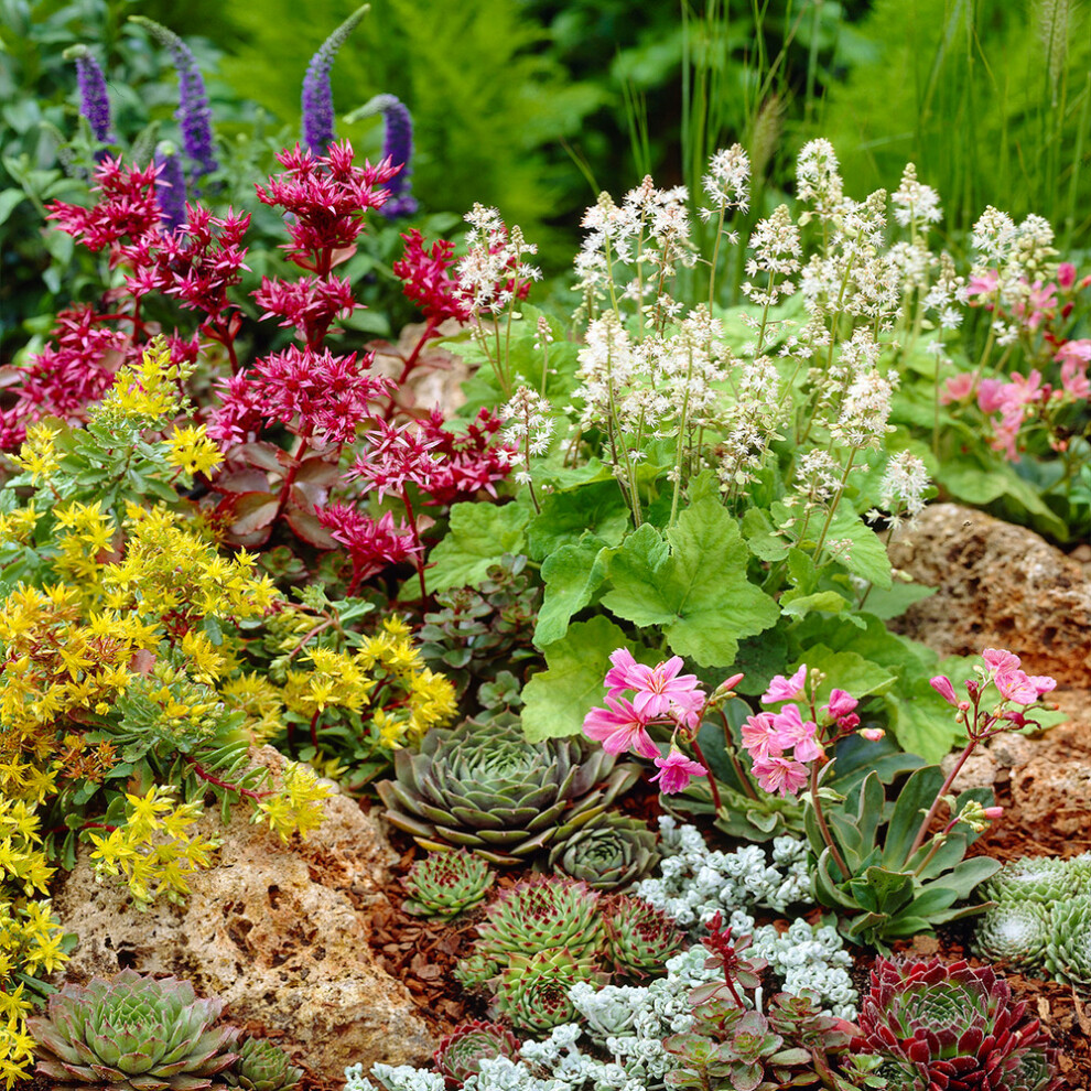 (3) Mixed Alpine Plants - Vibrant Garden Perennial Large Flowering Rockery Alpines