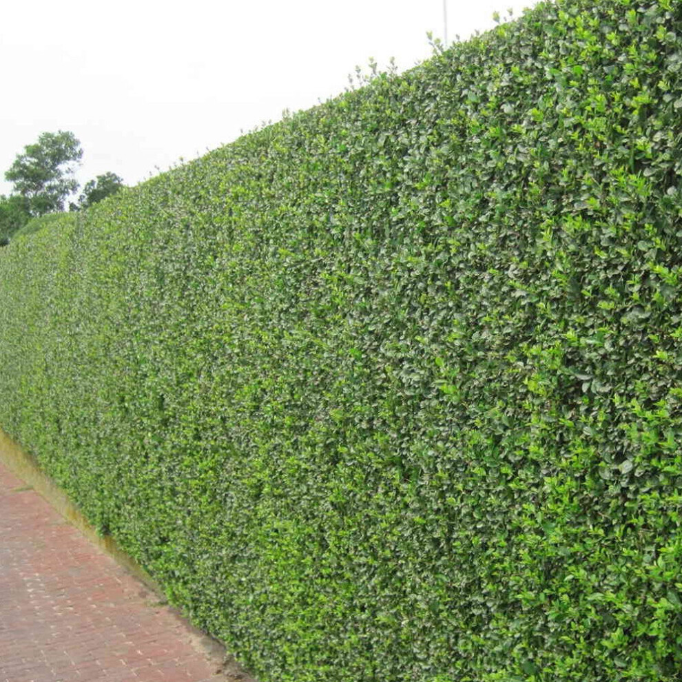 (10) Green Privet Hedging Plants 20-40Cm Ligustrum Ovalifolium Evergreen Hedge Potted