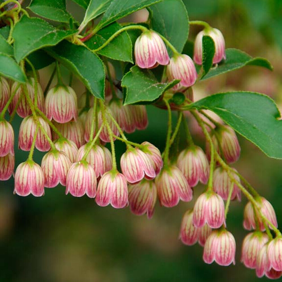 1 X ENKIANTHUS CAMPANULATUS REDVEIN DECIDUOUS SHRUB HARDY GARDEN PLANT IN POT