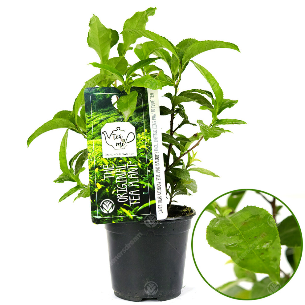 Camellia sinensis Tea Plant (11cm)