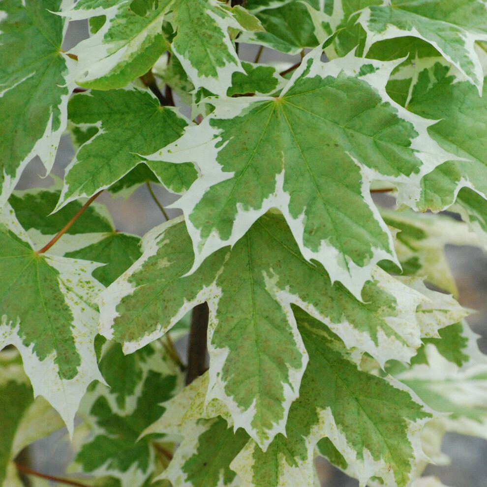 Acer Patanoides 'Drummondii' | Norway Maple | Ornamental Garden Tree | 5-6Ft