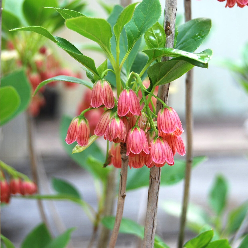 Enkianthus Campanulatus 'Red Bells' Deciduous Hardy Shrub Plant | 9Cm