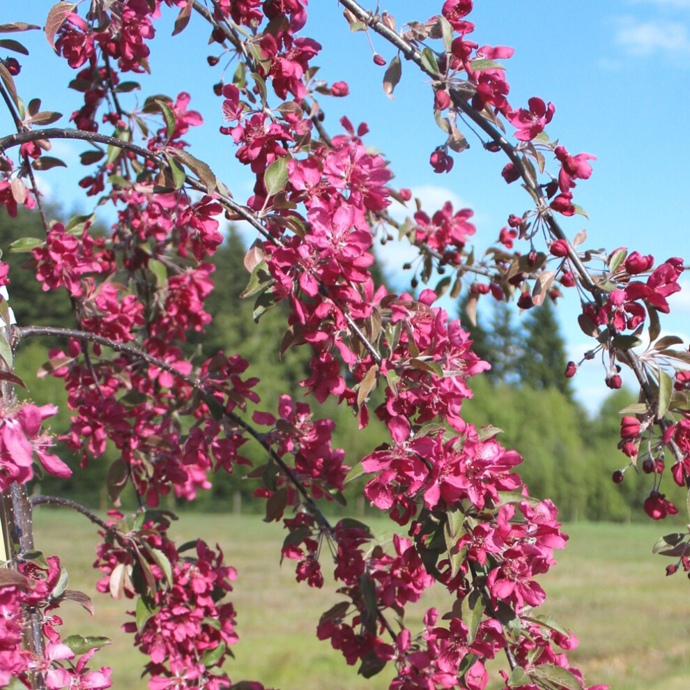 Malus X Purpurea 'Crimson Cascade' | Crab Apple Tree | Ornamental Tree | 5-6Ft