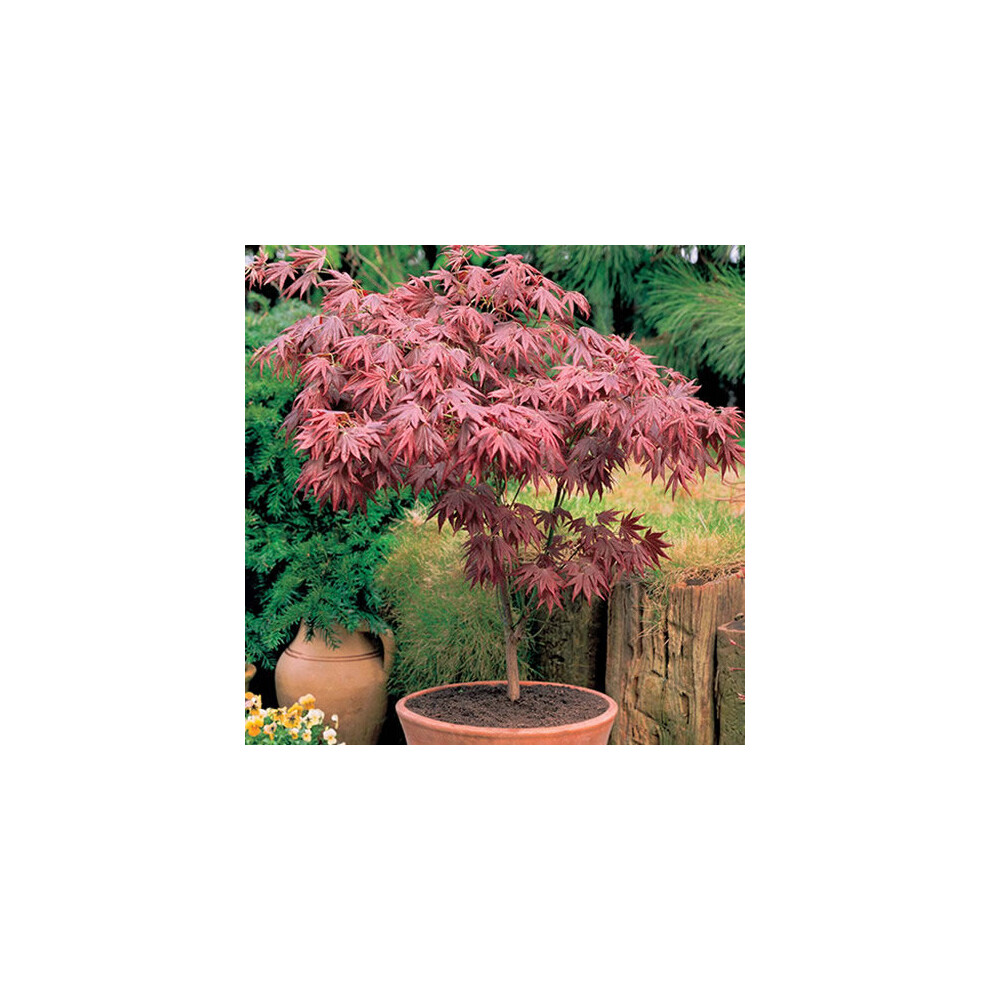 1 X ACER 'ATROPURPUREUM' PURPLE JAPANESE MAPLE TREE SHRUB GARDEN PLANT IN POT