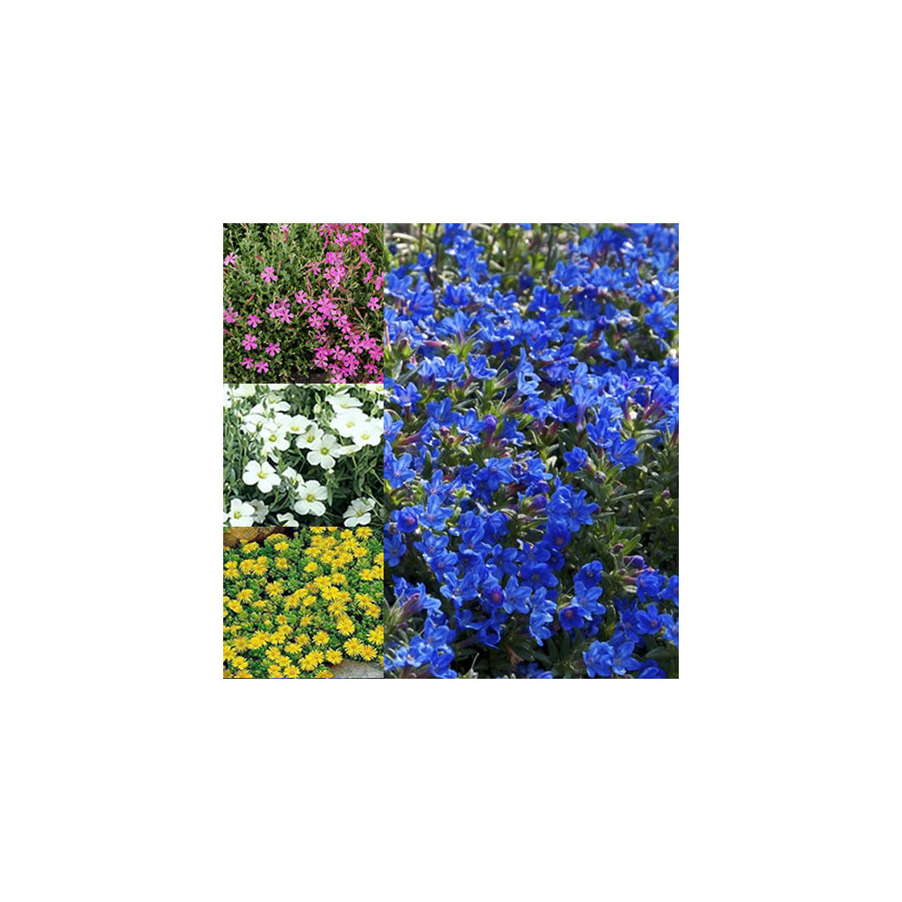 Gardeners Dream 12 X Mixed Alpines 6 Varieties Colourful Large Flowering Perennial Potted Plants