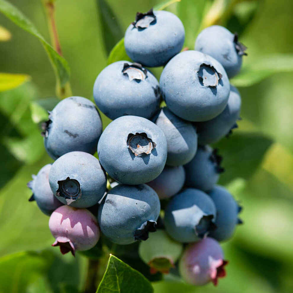 Gardeners Dream Blueberry Vaccinium Corymbosum 'Jersey' Deciduous Fruit Shrub | 9Cm Pot