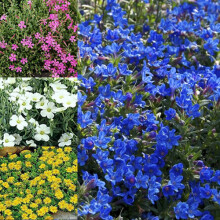 3 X MIXED ALPINES 6 VARIETIES COLOURFUL LARGE FLOWERING PERENNIAL POTTED PLANTS