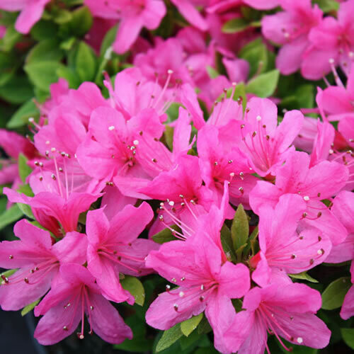 1 X Azalea 'Geisha Pink' Japanese Evergreen Shrub Hardy Plant In Pot